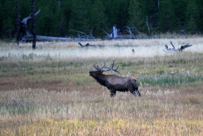 Muddy Elk  in Yellowstone NP