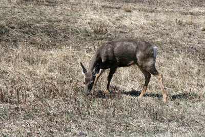 Mule Deer BC. Canada