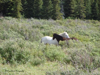 Wild Horses Canada