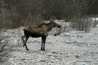 Moose Denali NP Alaska