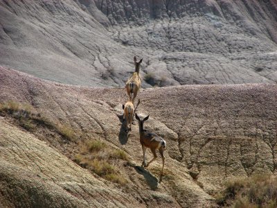Mule Deer Bad Lands NP South Dakota