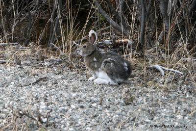 Rabbit. Watson Lake Yukon Canada