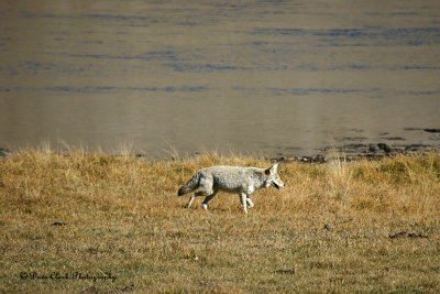 Wolf Yellowstone NP