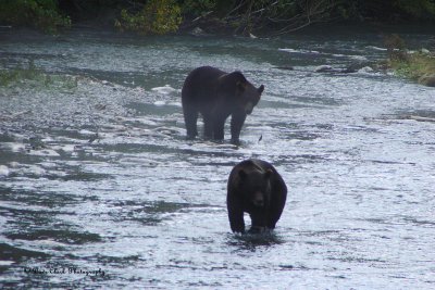 Grizzly Bears  at Fish Creek near Hyder, Alaska