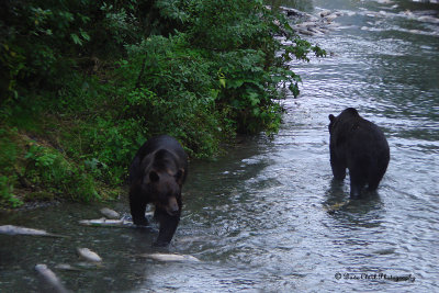 Grizzly Bear Brothers at Fish Creek near Hyder, Alaska