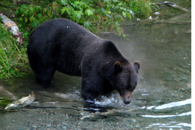 Big Grizzly at Fish Creek near Hyder, Alaska