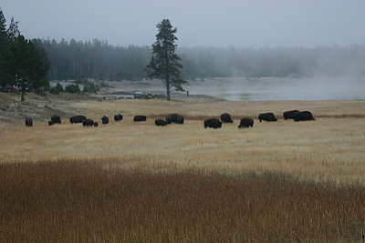 Bison Herd  Yellowstone NP