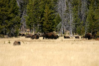 Bison Herd  Yellowstonr NP