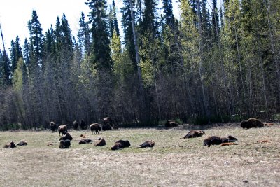 Bison Herd along Alaskan Hwy