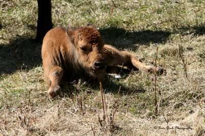Bison calf BC
