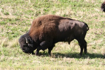 Bison along Alaskan Hwy