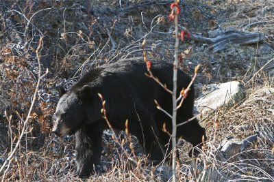 Black Bear   Along the Alaskan Hwy in British Columbia, Canada