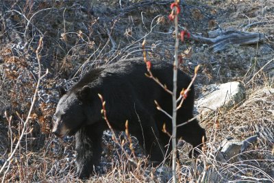 Black Bear Along the Alaskan Hwy in British Columbia, Canada