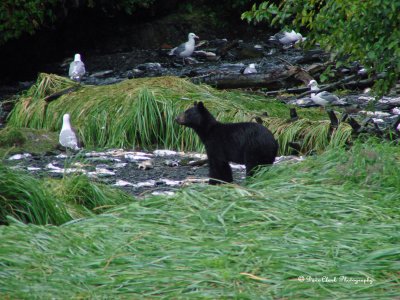 Black Bear Cub Valdez, Alaska