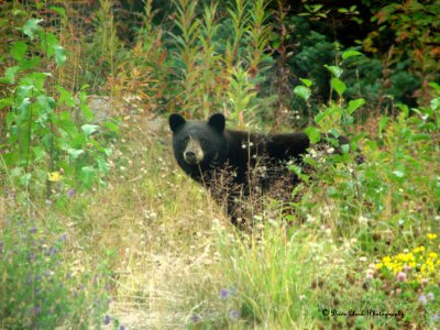 Black Bear Along Hwy 37 British Columbia, Canada