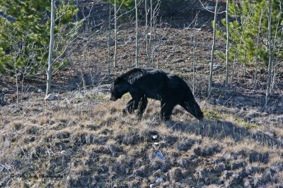 Black bear Yukon Territory, Canada