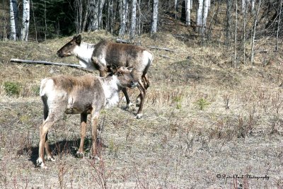 Caribou   Along the Alcan Hwy