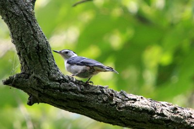 Nuthatch