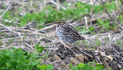 Sparrow