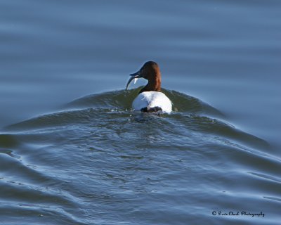 Canvasback duck with fish