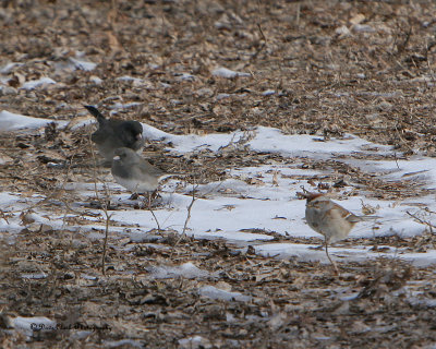 Dark-eyed Juncos and a Tree Sparrow