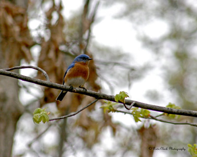 Eastern Bluebird