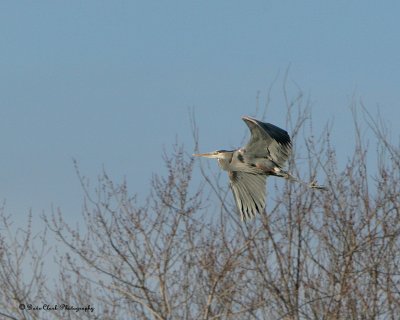 Great Blue Heron  in flight