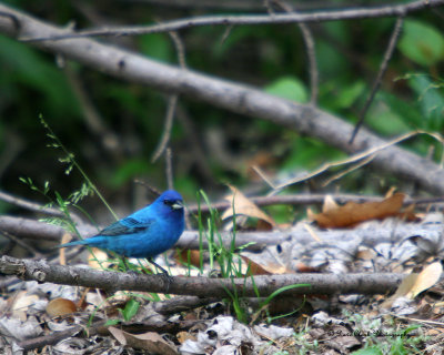 Indigo Bunting