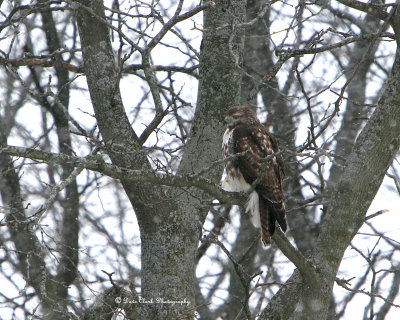 Juvenile Eastern Red-Tailed Hawk