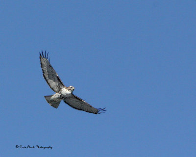 Krider Juvenile Red-Tailed Hawk
