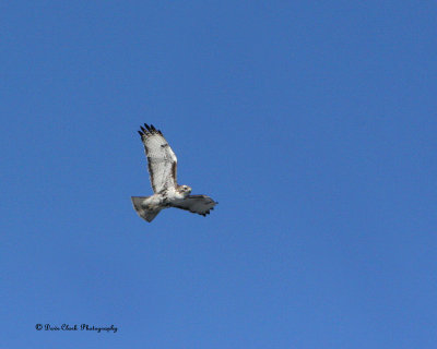 Krider Juvenile Red-Tailed Hawk