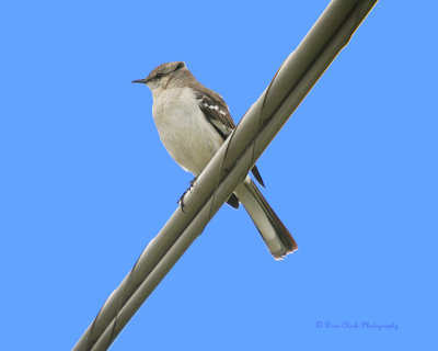 Northern Mockingbird