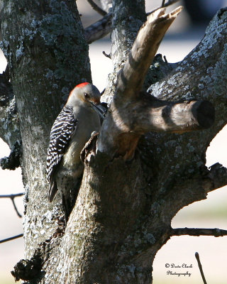 Red-Bellied Woodpecker