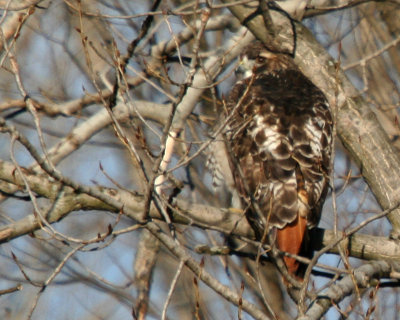 Red-Tailed hawk