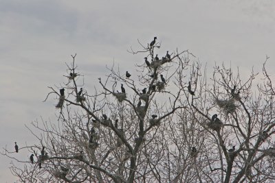 Tree full of Double-crested Cormorant