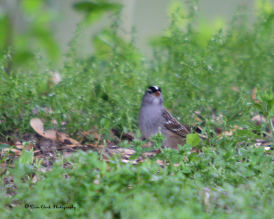 White Crowned Sparrow