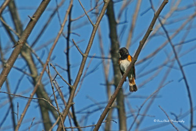 American Redstart
