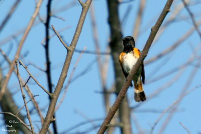 American Redstart.
