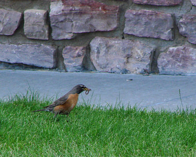 American Robin with worm