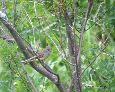 Ash-throated Flycatcher
