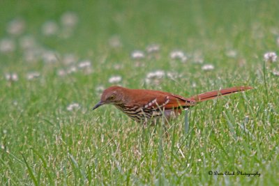 Brown Thrasher