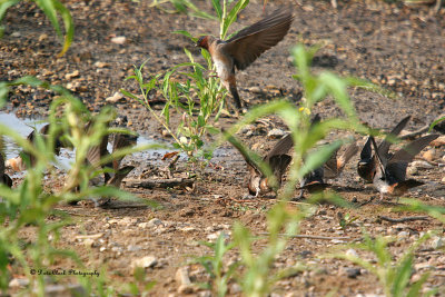 Cliff Swallows gathering mud for nest making