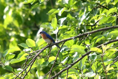 Eastern Bluebird