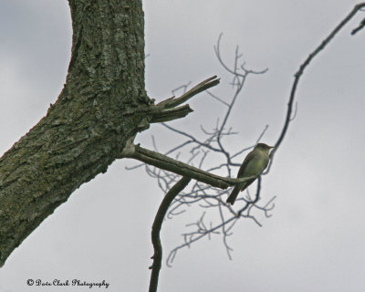 Greater Pewee