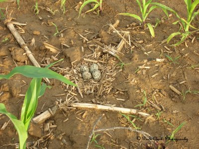 Killdeer nest