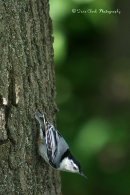 Nuthatch