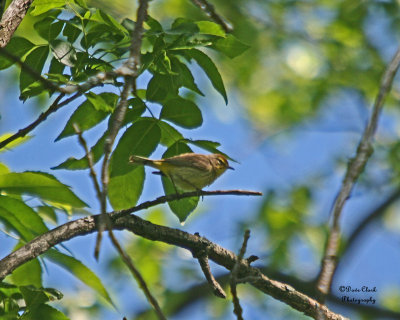 Palm Warbler