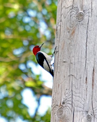 Red-Headed Woodpecker