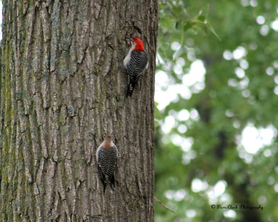 Red-bellied Woodpeckers