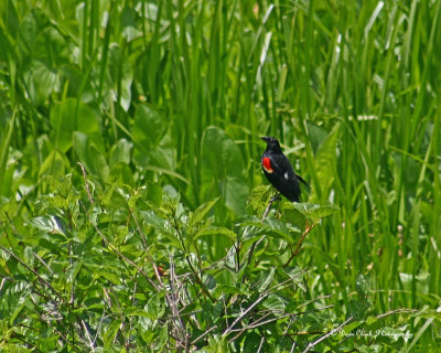 Red-winged Blackbird